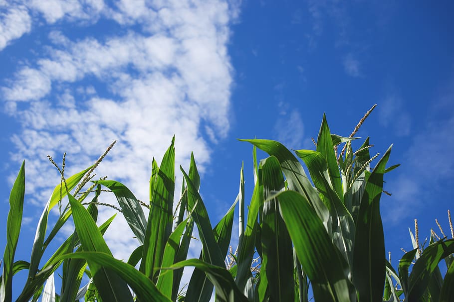 nature, blue, breed, breeding, corn, crop, crops, field, green HD wallpaper