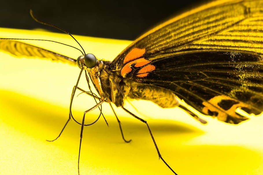 butterfly, insect, nature, animal, animal Wing, macro, butterfly - Insect HD wallpaper
