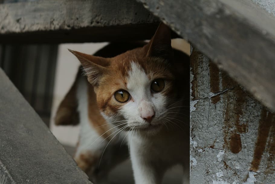 kitty, pets, stray cats, mammal, domestic cat, domestic animals HD wallpaper