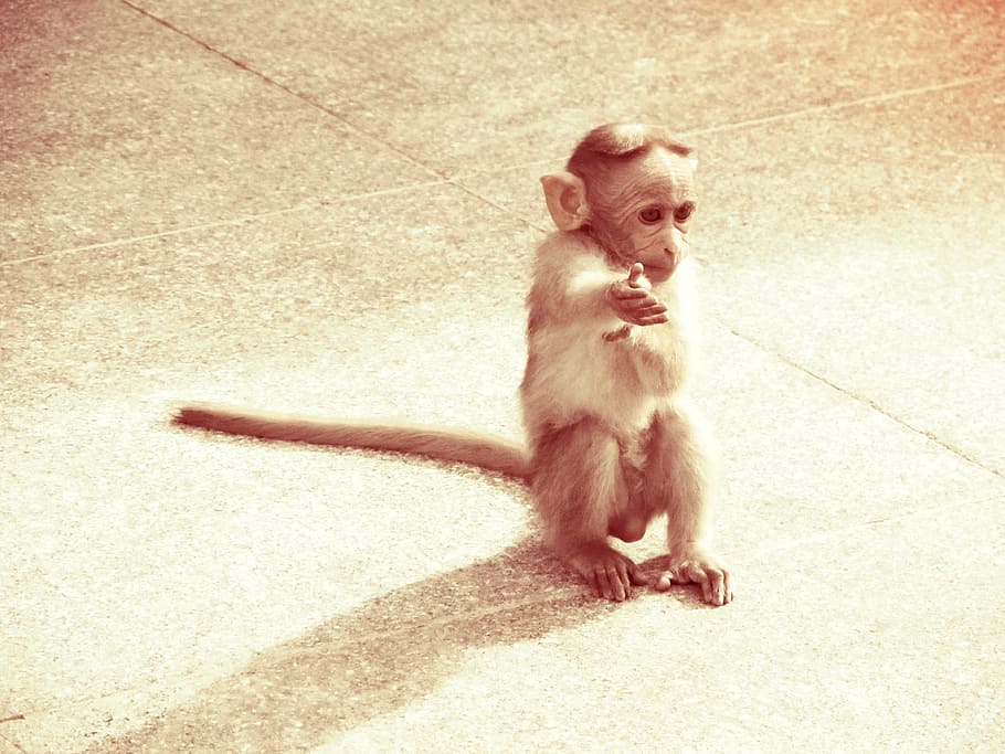 monkey, animal, ape, handshake, brown, grunge, mammal, one animal HD wallpaper