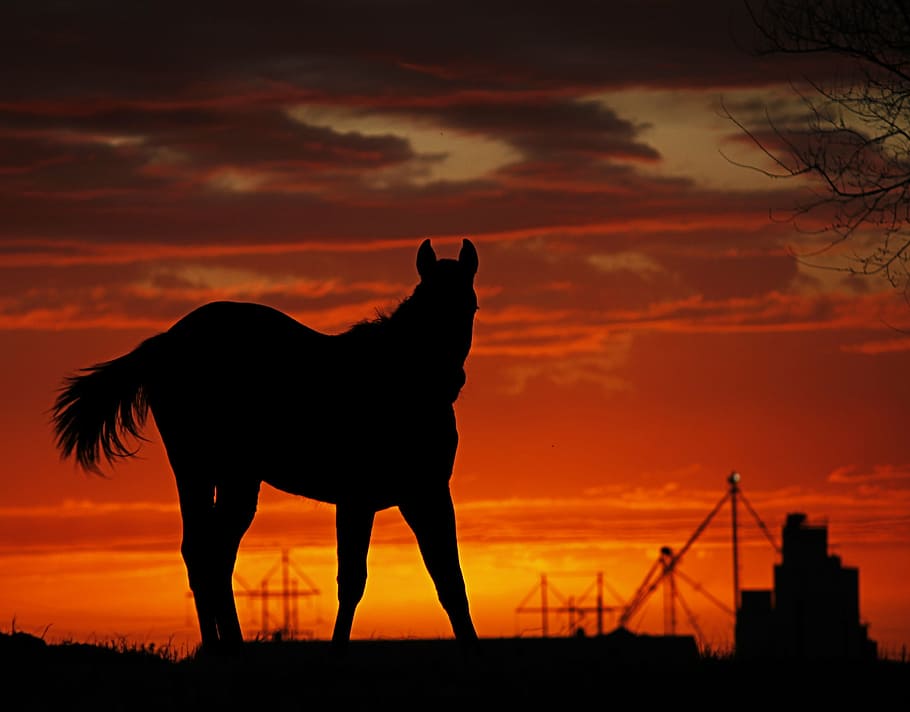 silhouette of horse during sunste, farm, oklahoma, rural, tree HD wallpaper