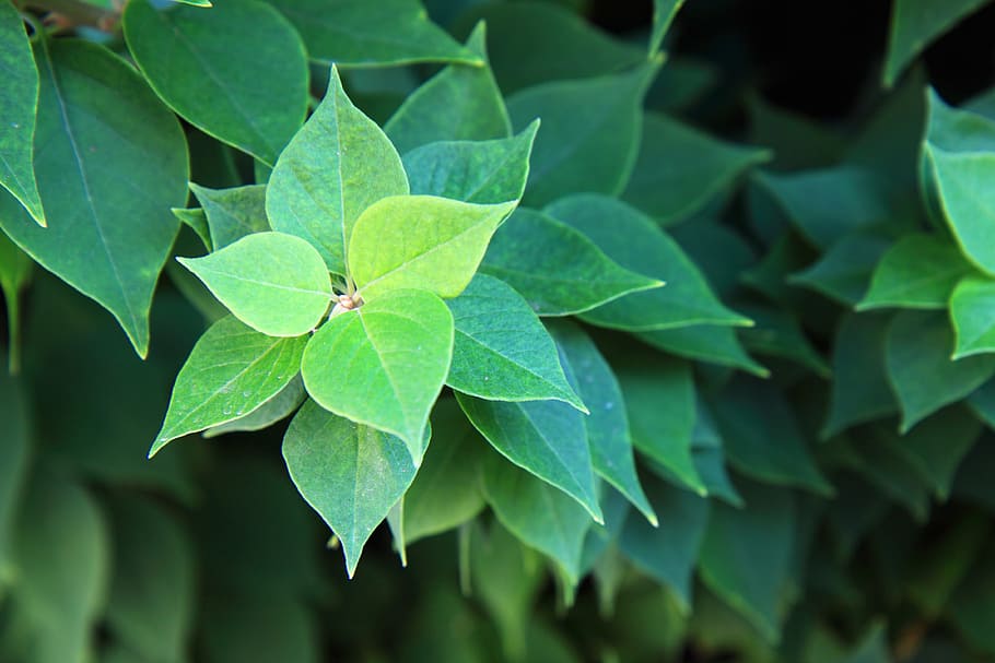 Environment, Flora, Fresh, Grass, Green, leaf, leaves, nature HD wallpaper