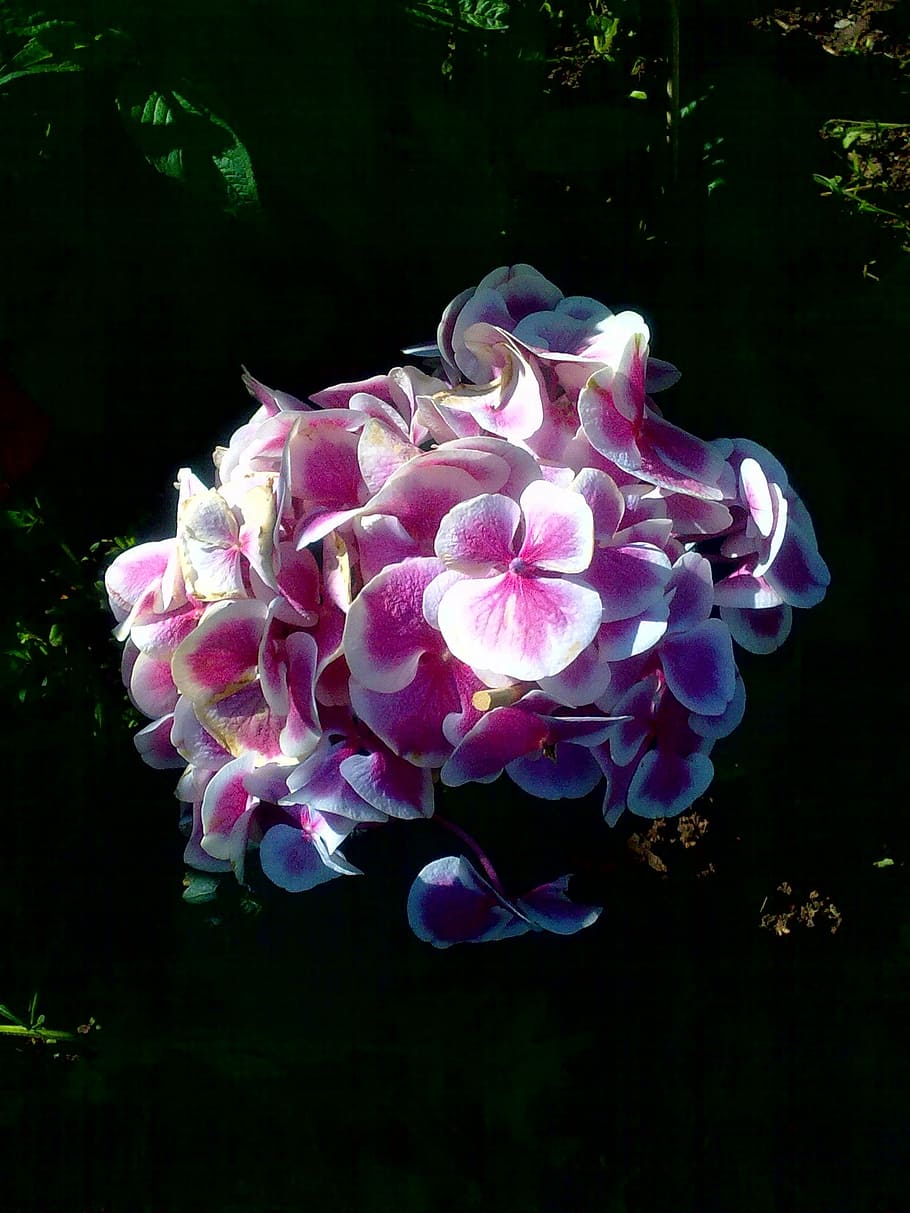 phlox, pink, flower, shadow, light, plant, flowering plant HD wallpaper