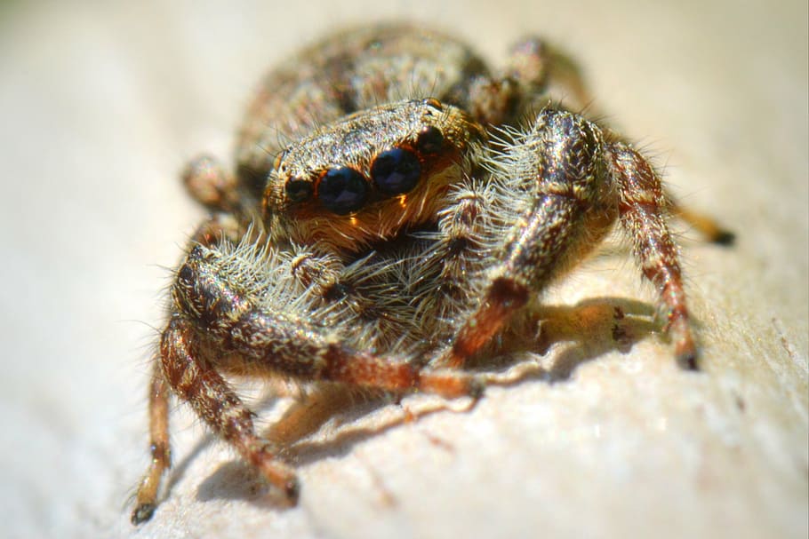 spin, bug, animal, macro, insect, nature, spider, arachnid HD wallpaper