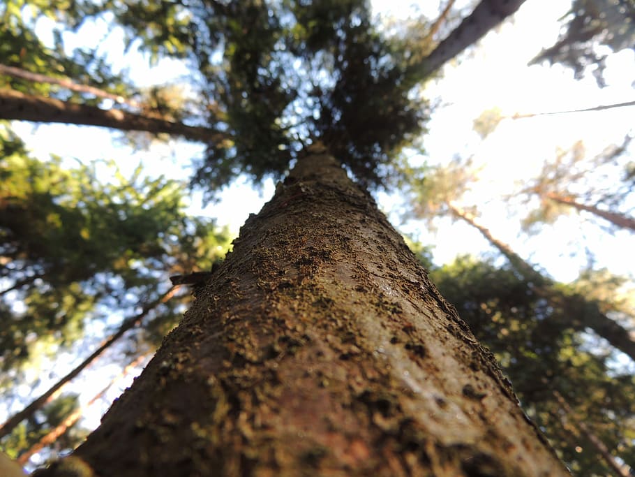 Tree, Bark, Nature, Wood, Strain, tree bark, trunk, the bark of the tree HD wallpaper