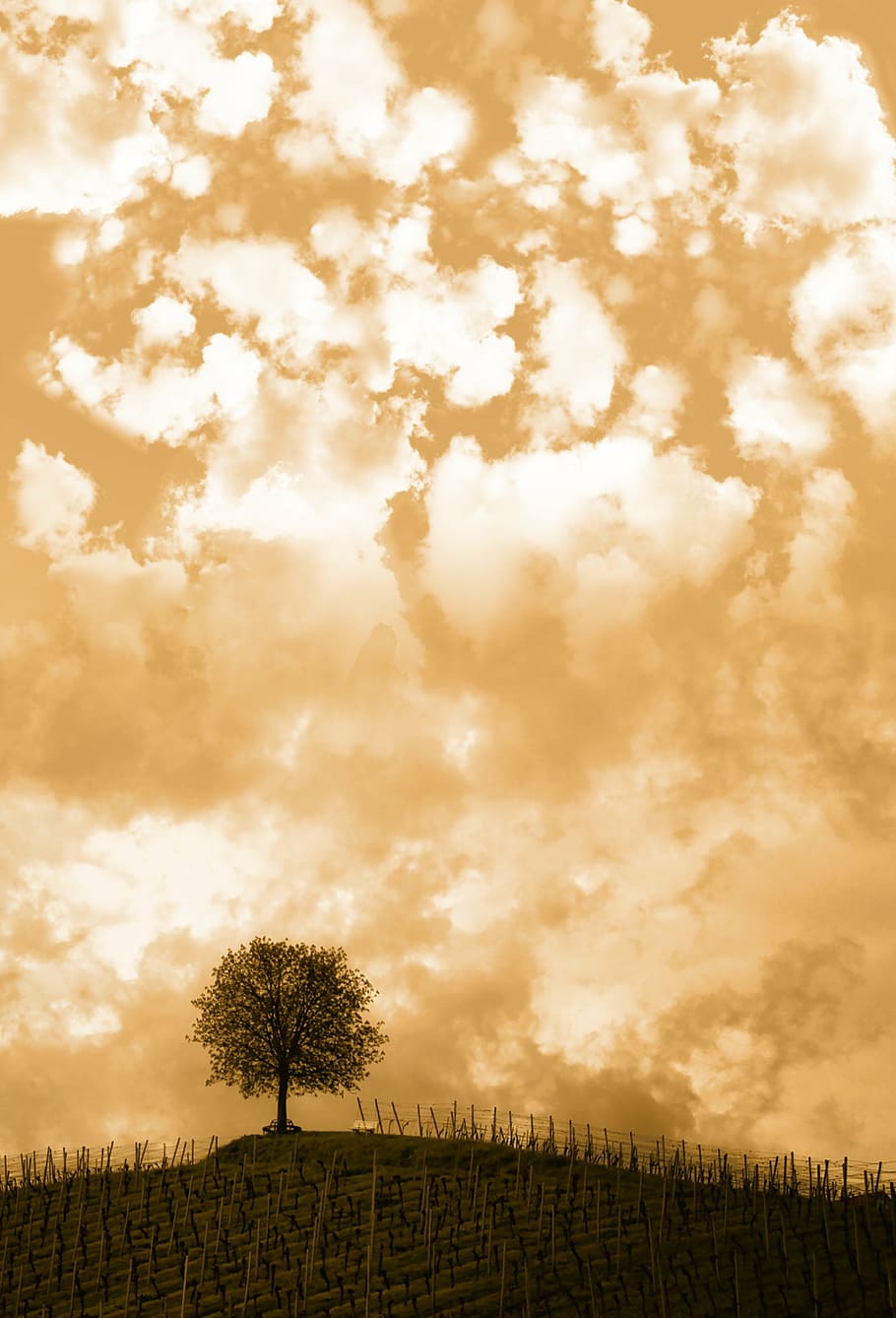 hill, tree, clouds, sky, sunset, contrast, nature, landscape HD wallpaper