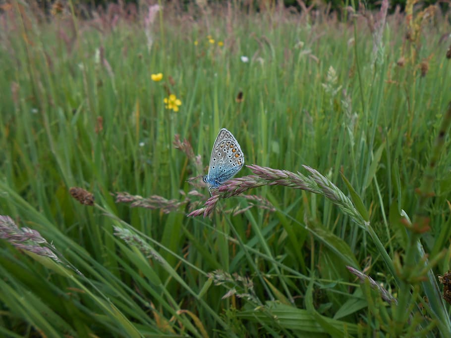 blue, butterfly, spring, plant, animal themes, green color HD wallpaper