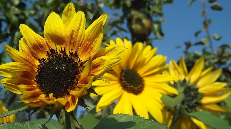 sunflower, bright, nature, flowering plant, yellow, flower head HD wallpaper