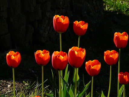 ten orange petaled flowers, tulips, red, back light, beautiful HD wallpaper