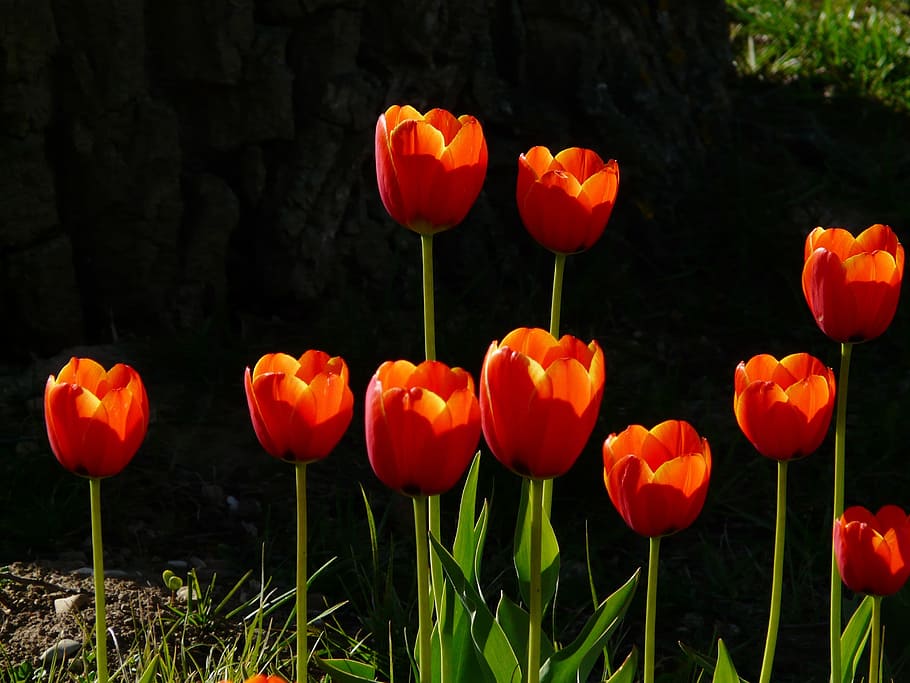 ten orange petaled flowers, tulips, red, back light, beautiful