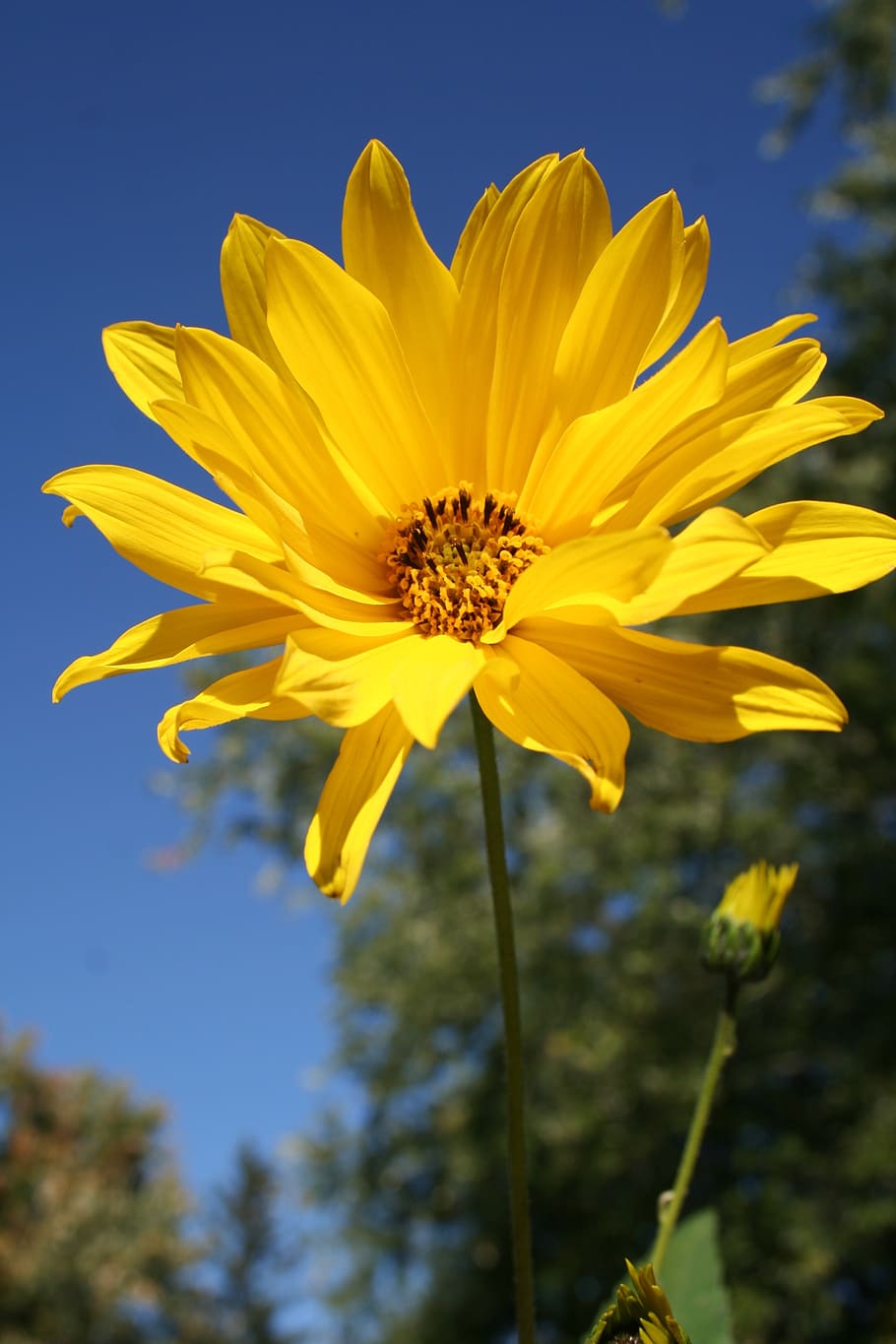 woodland sunflower, floral, wildflower, yellow, helianthus divaricatus