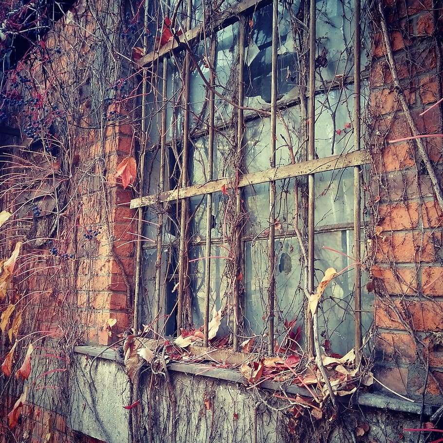 Old, Factory, Window, tree, forest, no people, day, plant, nature HD wallpaper