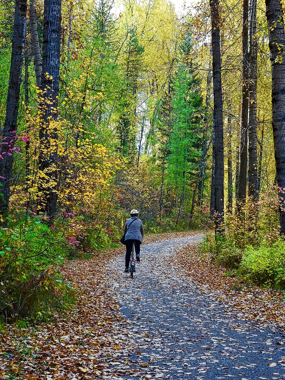 Autumn, Leaves, Forest, Trail, biking, tree, rear view, full length HD wallpaper