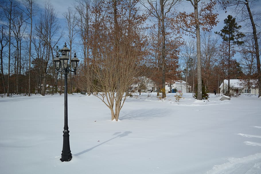 lamppost, snow, winter, landscape, cold - Temperature, tree HD wallpaper