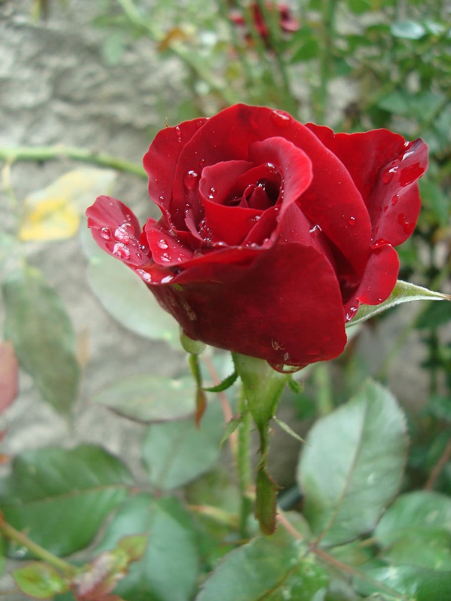 Spray, rosa, red, flower, rose - flower, nature, petal, plant HD wallpaper