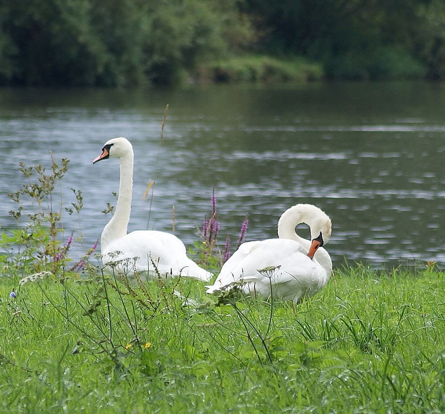 swans, white, bird, water, elegant, animals in the wild, vertebrate HD wallpaper