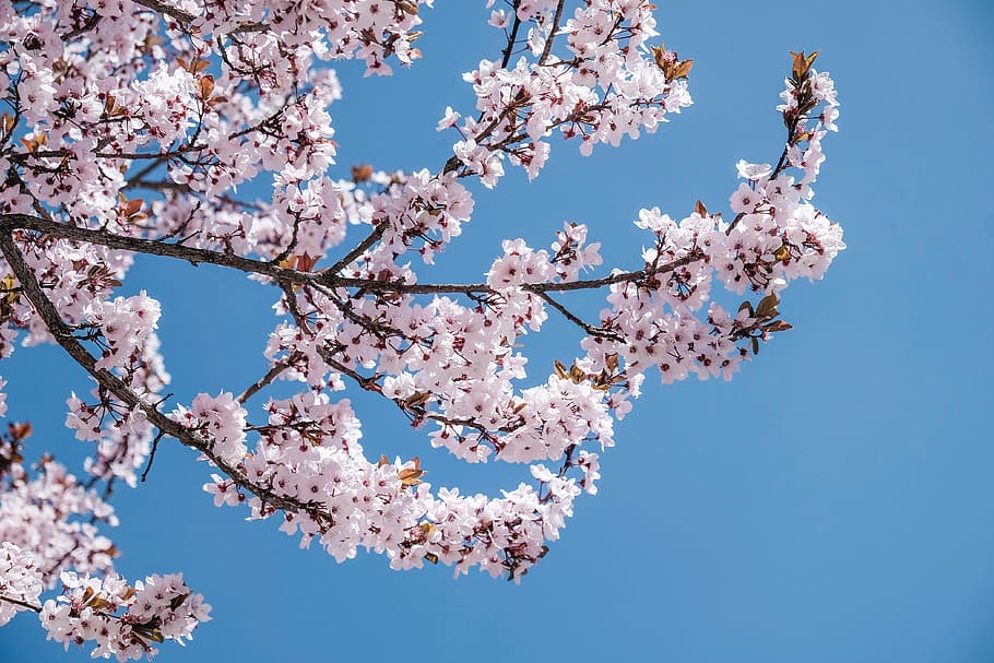 pink flowering tree during daytime, blossoms, bloom, branch HD wallpaper