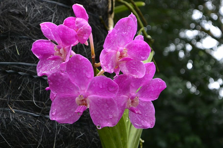 Orchids, Singapore, Botanical Garden, pink color, flower, no people, HD wallpaper