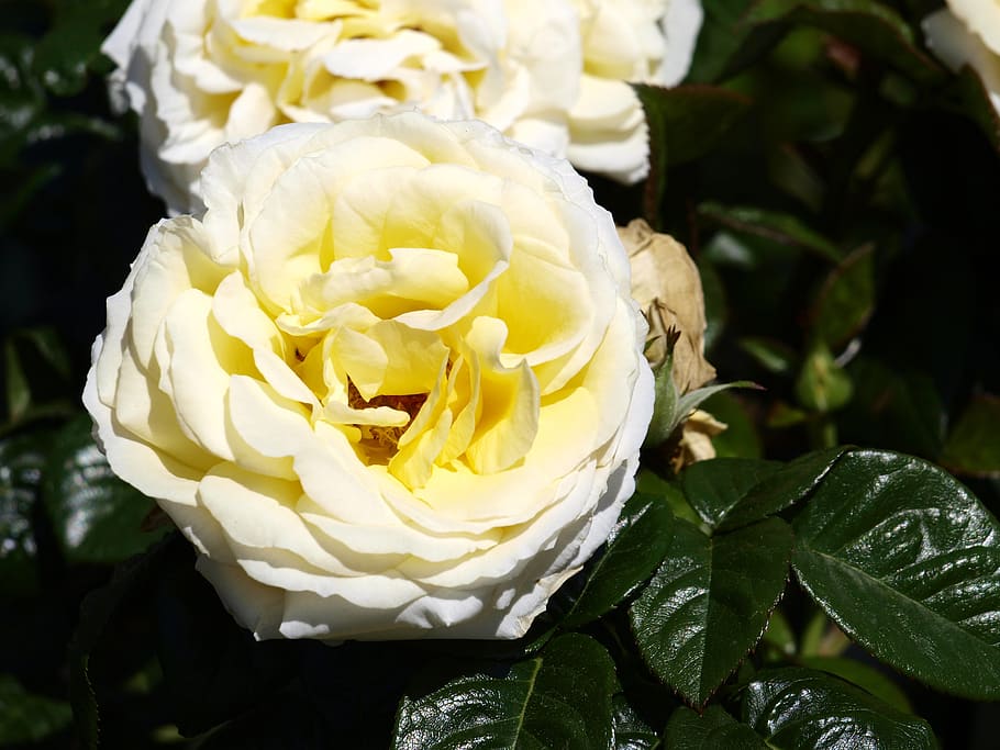rose, blossom, bloom, white, flower, flowering plant, beauty in nature HD wallpaper