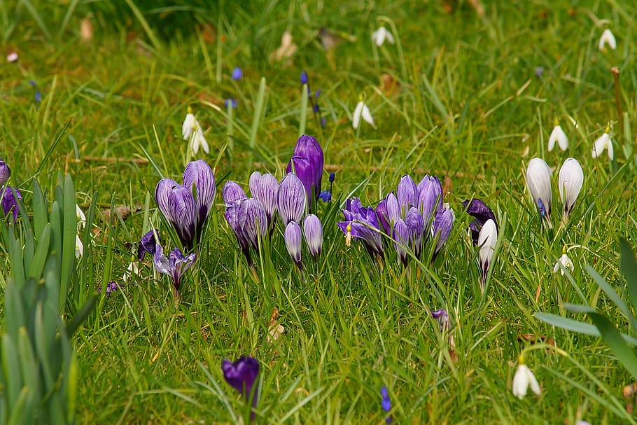 grass, nature, flower, meadow, easter, crocus, spring, colorful HD wallpaper