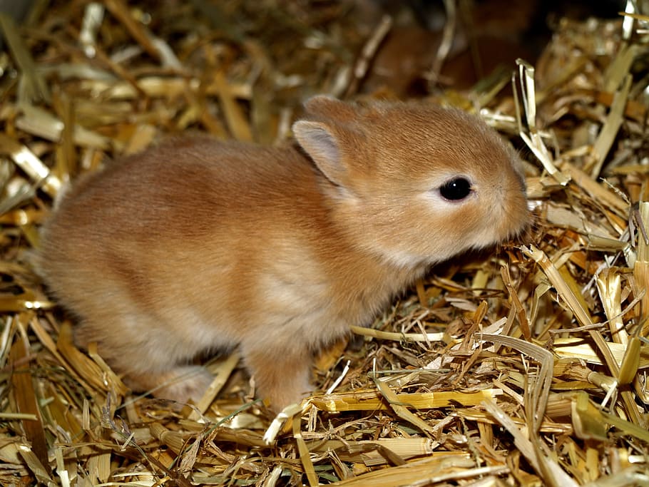 hare baby, pet, sweet, animal, rodent, cute, small, mammal, HD wallpaper