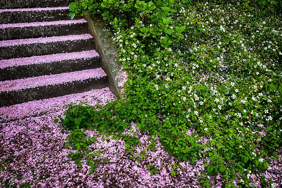 green grasses, kumamoto, cherry, stairs, pink, nature, plant HD wallpaper