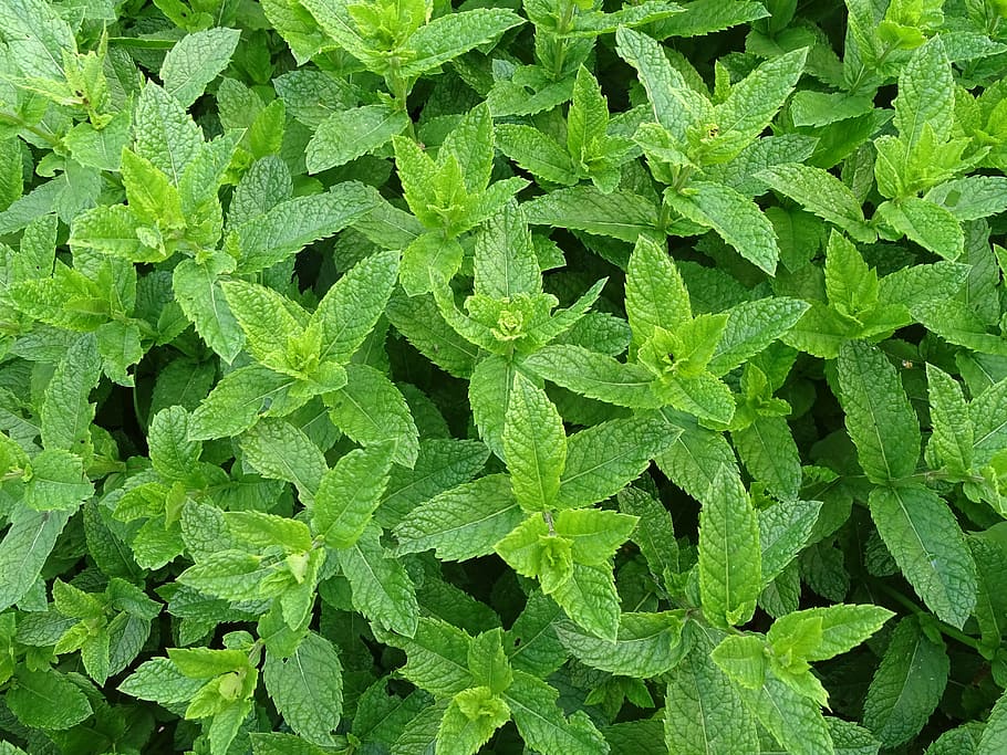 green leafed plant, Moroccan, Mint, Peppermint, moroccan mint, HD wallpaper