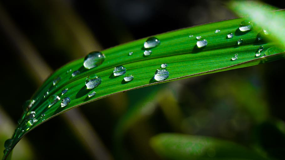 leaf, garden, grass, nature, tree, outdoor, green color, water HD wallpaper