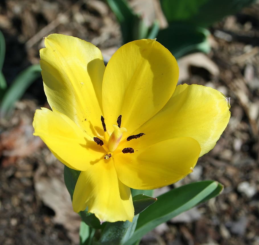 flower, spring, yellow, botany, floral, natural, summer, season HD wallpaper
