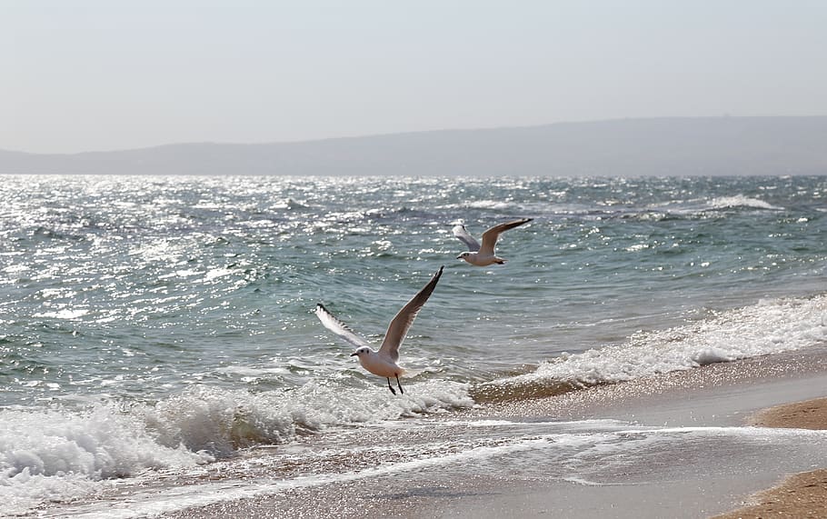 sea, gulls, water, animal wildlife, motion, animal themes, animals in the wild HD wallpaper