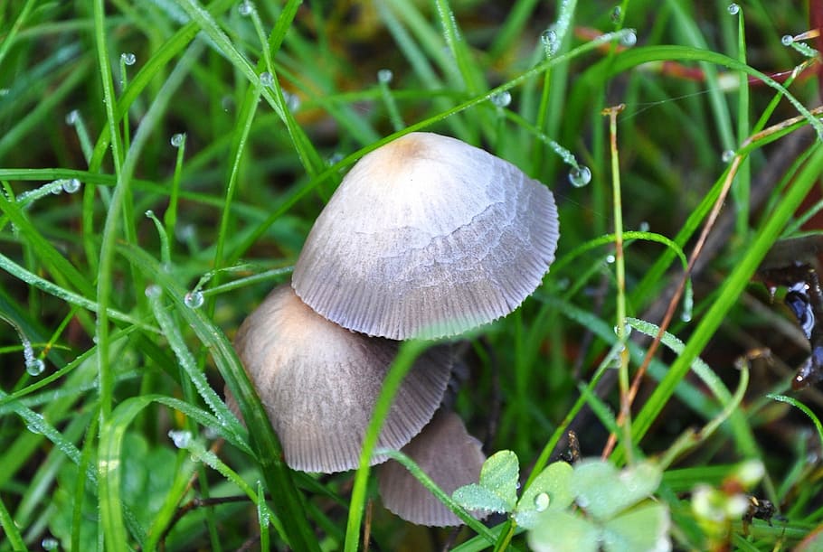 mushroom, dew, nature, plant, vegetable, fungus, food, close-up HD wallpaper