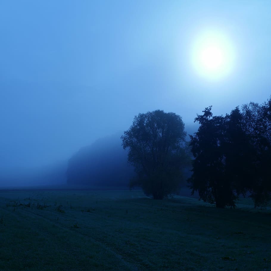 trees under blue sky, forest, sun, fog, haze, weird, ghostly HD wallpaper