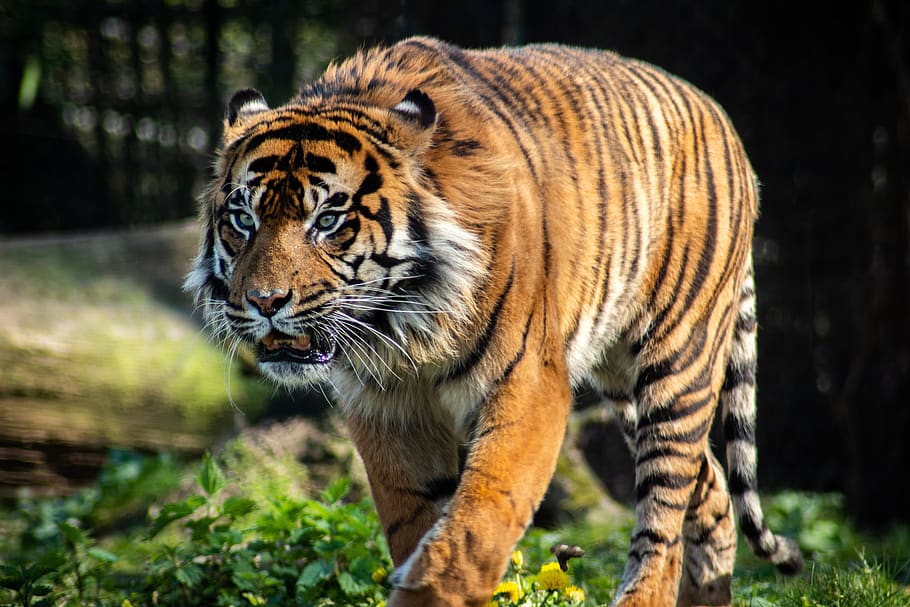 tiger, predator, zoo, big cat, animal themes, one animal, animal wildlife HD wallpaper