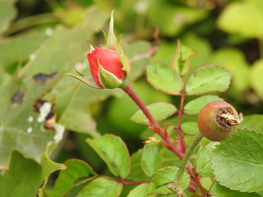 rose, red, bud, rose bloom, plant part, leaf, growth, close-up HD wallpaper