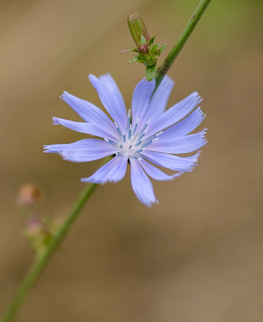 flower, macro, nature, summer, life, detail, focus, meadow HD wallpaper