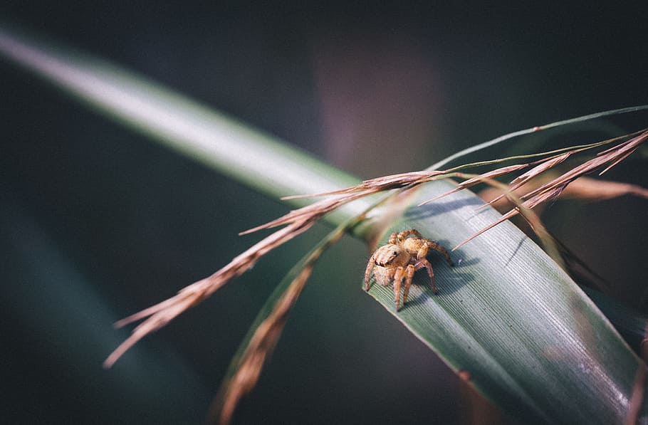 leaves, macro, spider, arachnid, insect, invertebrate, animal themes HD wallpaper