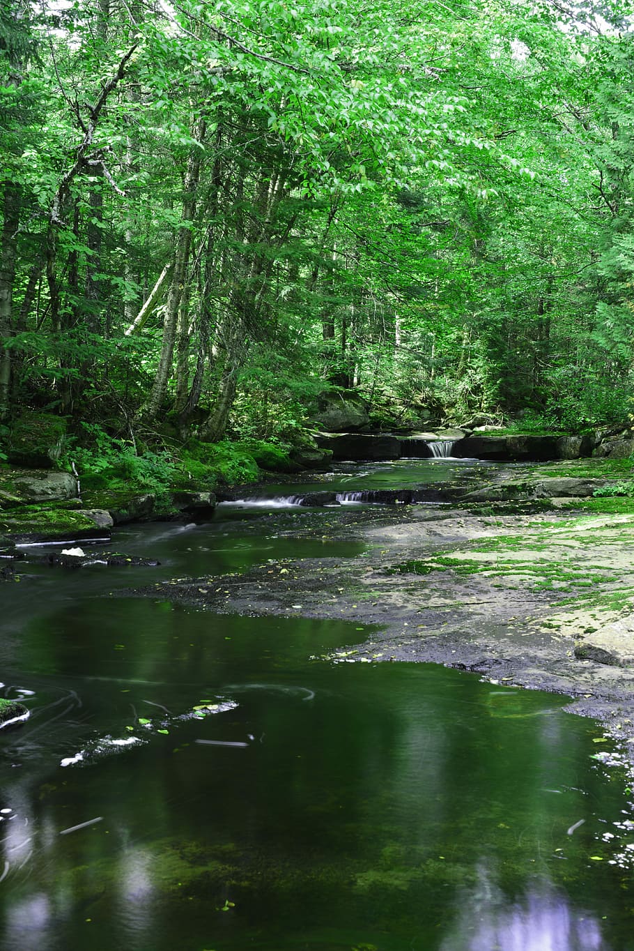 Landscape, Fast, Water, Creek, fast water, forest, nature, tree HD wallpaper