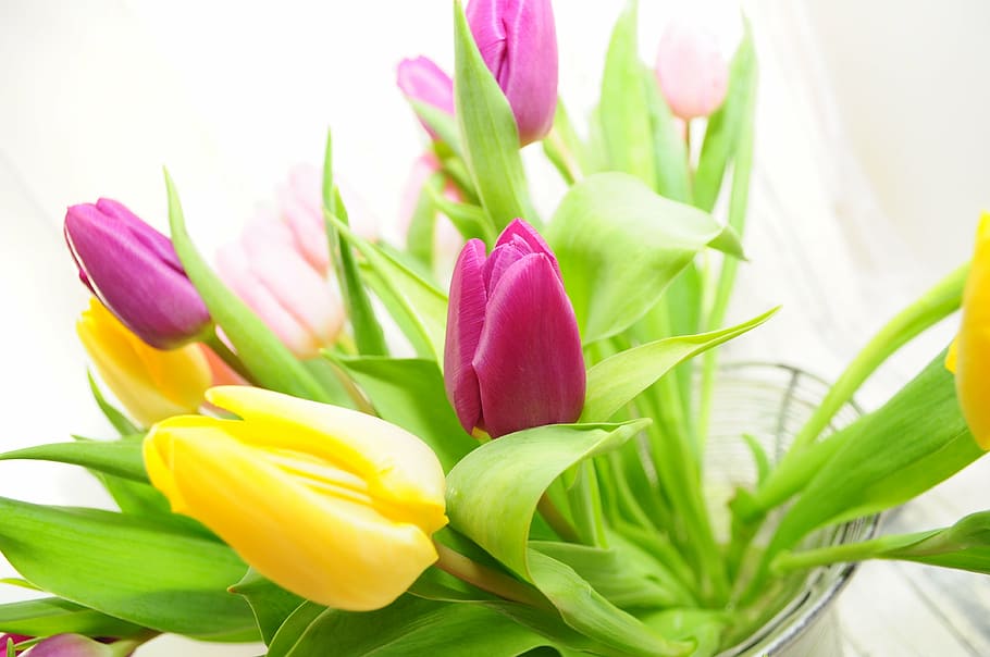 tulips, yellow, spring, spring flower, yellow flowers, cut flowers HD wallpaper