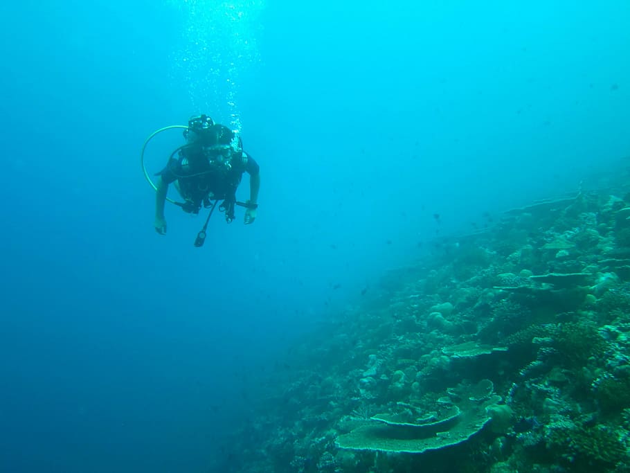 diving, maldives, sea, ocean, diving suit, deep diving, underwater, HD wallpaper