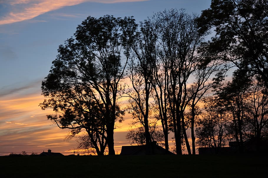 sunset, trees, twilight, silhouette, sky, plant, beauty in nature HD wallpaper