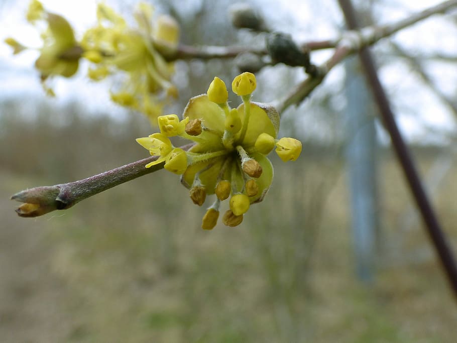 tree, nature, flower, branch, plant, growth, flowers, garden HD wallpaper