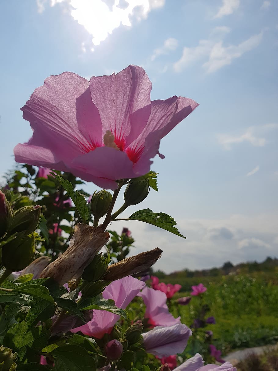 Sky blossom. Цветок розовое облако.