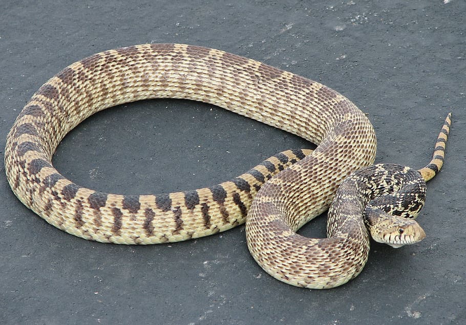 gopher snake, non venomous, sunning, scales, crawling, non-poisonous