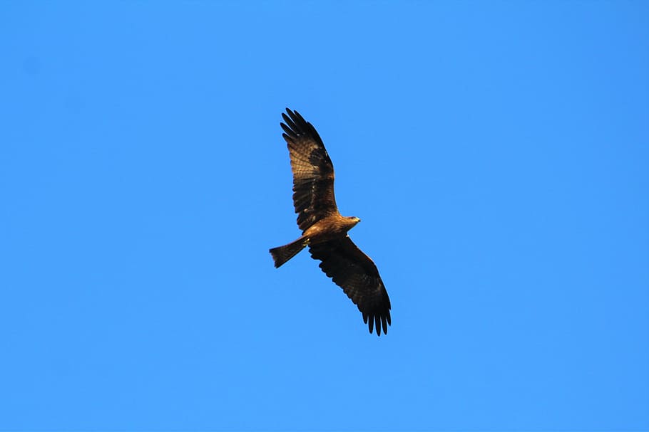 black, kite, nature, bird, wildlife, flying, flight, animal, HD wallpaper