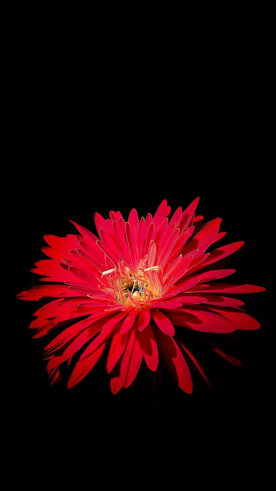 flower, flora, nature, flowering plant, vulnerability, fragility HD wallpaper