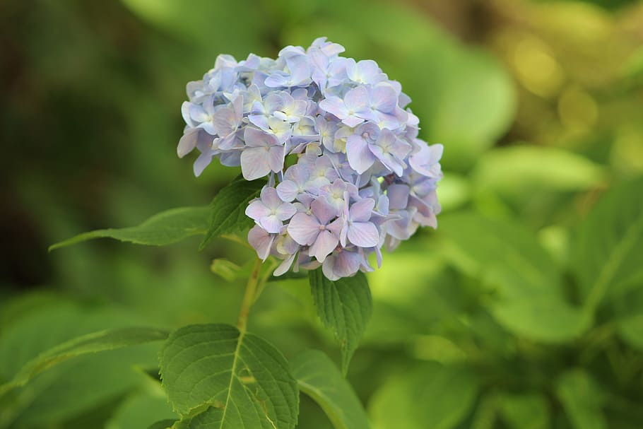 flowers, green, lavender, flowering plant, freshness, fragility HD wallpaper