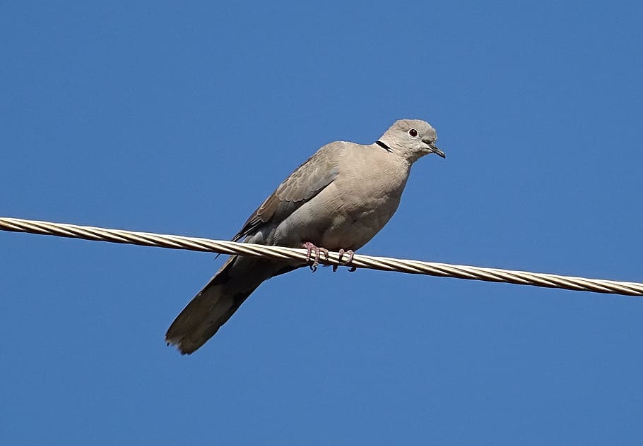 Bird, Eurasian Collared Dove, streptopelia decaocto, ring dove, HD wallpaper
