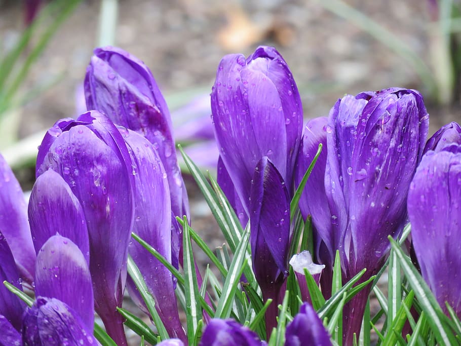 Spring, Closeup, Flower, flowers, spring flower, nature, plant HD wallpaper