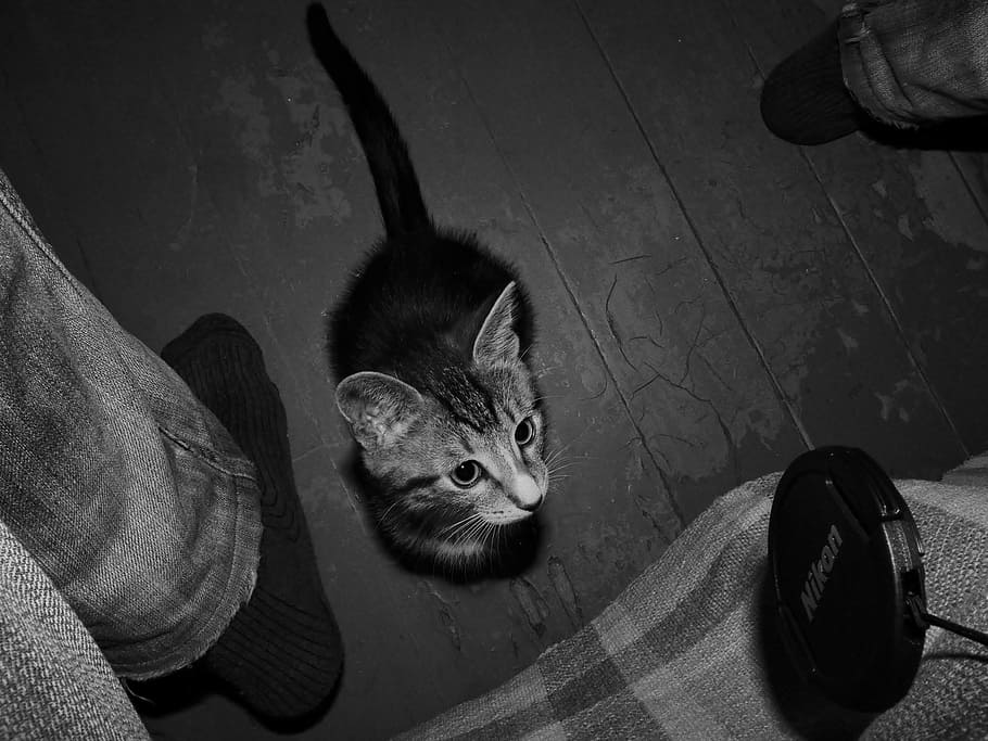 Kitten, Game, Pets, black And White, animal, domestic Cat, one animal HD wallpaper