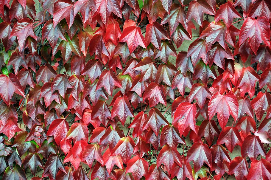 Vine, Close, Hands, red, autumn, autumn mood, leaves, fall foliage HD wallpaper